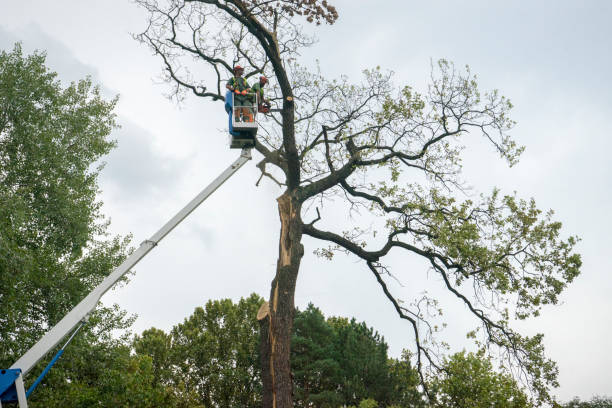 Leaf Removal in Helena, MT
