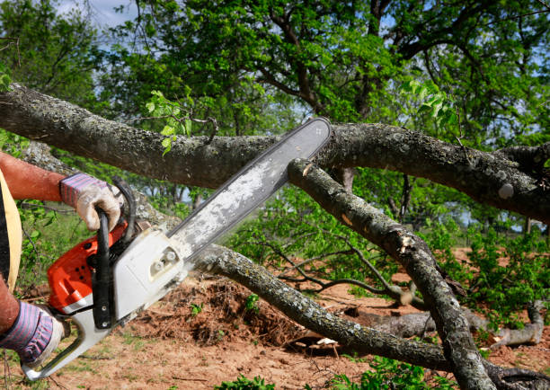 Best Tree Health Inspection  in Helena, MT